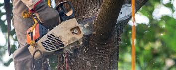 Best Tree Preservation Services  in Fort Llins, CO